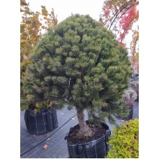 Сосна гірська гачкувата штамб 150 см